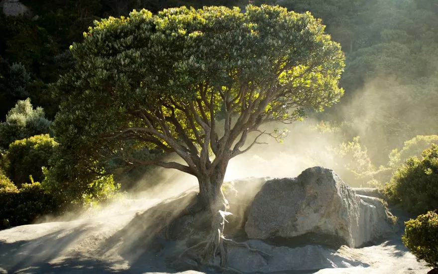 Arbol en volcán Irazú