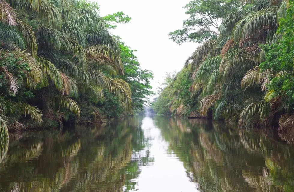 Tortuguero 2