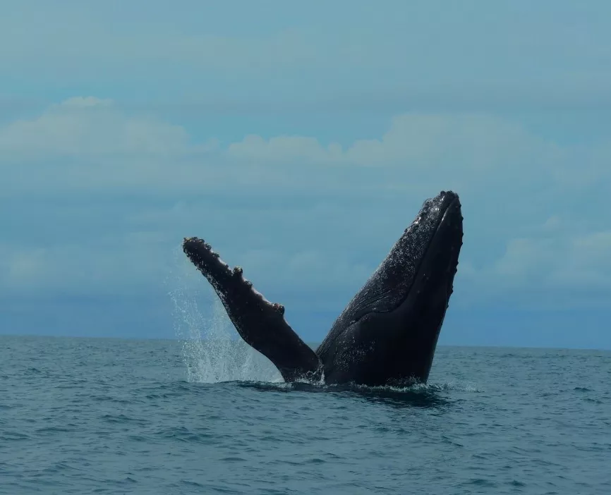 Ballena - Marino Ballena